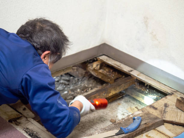 Trusted Cetronia, PA Mold Removal Experts
