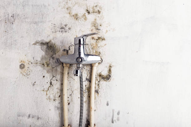Best Fast Mold Removal  in Cetronia, PA