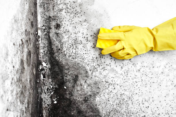 Best Mold Testing and Removal  in Cetronia, PA