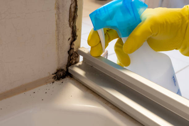 Best Mold Damage Repair  in Cetronia, PA