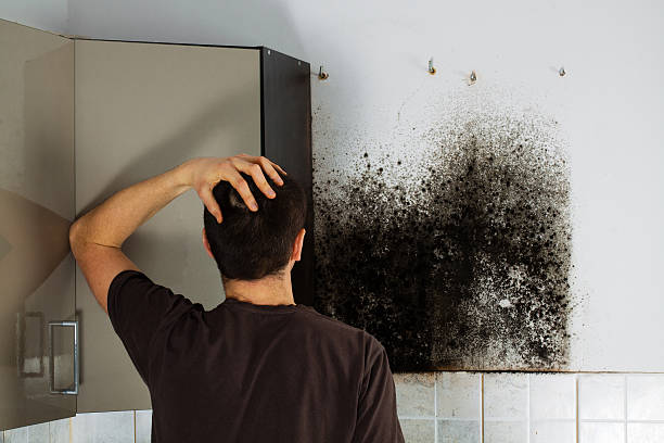 Best Certified Mold Removal  in Cetronia, PA