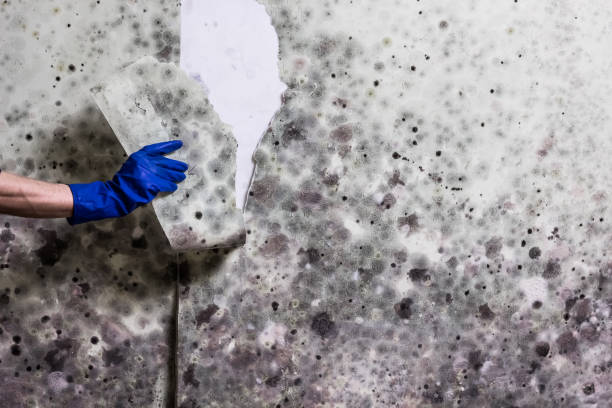 Best Mold Removal Near Me  in Cetronia, PA