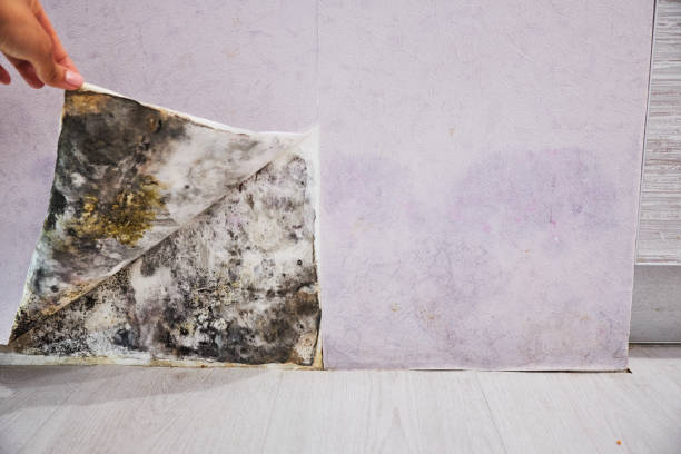 Best Best Mold Removal Companies  in Cetronia, PA